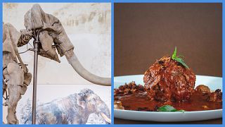 Egy mamut csontváza / Paradicsomos húsgombóc / Képünk illusztráció