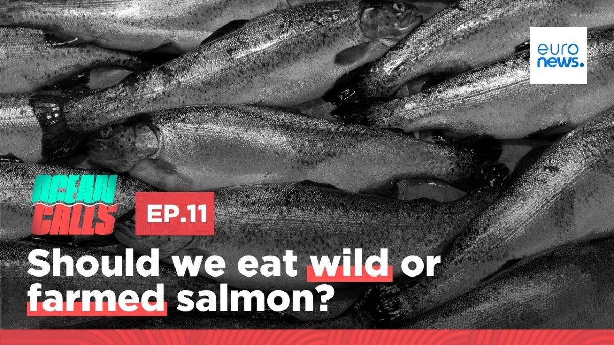 Ocean Calls podcast: Wild or farmed? We asked experts which salmon to  choose