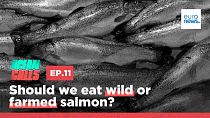 Ocean Calls. Epiosde 11. Should we eat wild or farmed salmon?