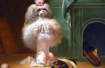 'Dog of the Hanava Breed', 1768 by Jean-Jacques Bachelier