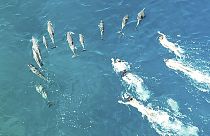 Delfineket zaklattak úszók Hawaii-nál