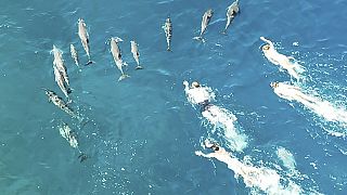 Delfineket zaklattak úszók Hawaii-nál