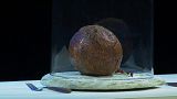 أنتج العلماء كرة عملاقة من لحم الحيوان المنقرض معتمدين بالأساس على حمضه النووي