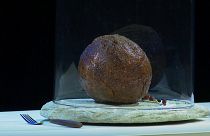 أنتج العلماء كرة عملاقة من لحم الحيوان المنقرض معتمدين بالأساس على حمضه النووي 