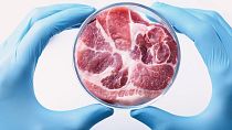 Italy's government has approved a bill banning the production and use of lab-grown food and feed. 