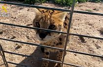 Un gatto Serval, originario dell'Africa, fotografato in un rifugio vicino ad Alicante, nel sud-est della Spagna