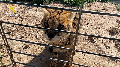 A Serval cat, a wild cat native to Africa, photographed at  refuge near Alicante in southeastern Spain.