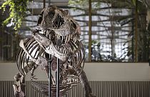 The skeleton of a Tyrannosaurus rex named Trinity, is displayed during a preview by auction house Koller at the Tonhalle Zurich concert hall.