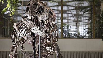 The skeleton of a Tyrannosaurus rex named Trinity, is displayed during a preview by auction house Koller at the Tonhalle Zurich concert hall.