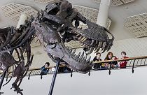 Посетители смотрят на скелет T-Rex по имени Тринити во время предварительного просмотра аукционным домом Koller в концертном зале Tonhalle Zurich в среду, 29 марта
