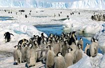 انبوه پنگوئن‌های امپراتور روی یخ‌های قطب جنوب