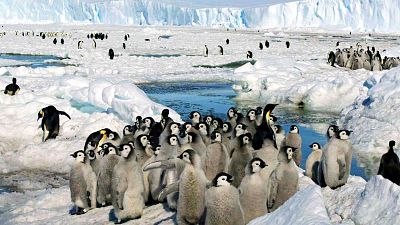 انبوه پنگوئن‌های امپراتور روی یخ‌های قطب جنوب