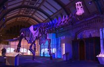 هيكل عظمي لأحد أكبر الديناصورات في متحف التاريخ الطبيعي في لندن