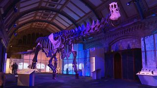هيكل عظمي لأحد أكبر الديناصورات في متحف التاريخ الطبيعي في لندن