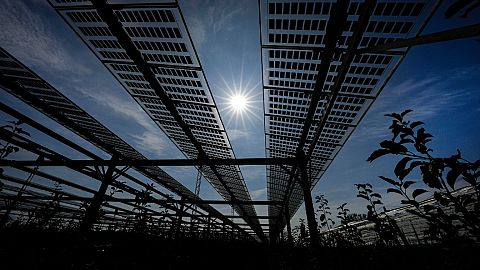 Solar panels at an Agrivoltaics research project in Gelsdorf, western Germany.
