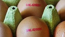 Куриные яйца - один из дорожающих в Европе продуктов питания