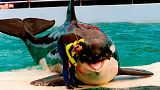 لولیتا، نهنگ قاتلی که بیش از پنجاه سال در آکواریوم شهر میامی اجرا انجام داد. عکس به تاریخ نهم مارس ۱۹۹۵