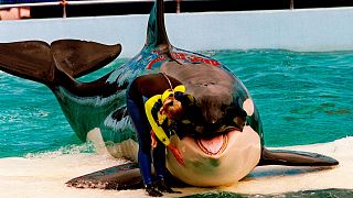 لولیتا، نهنگ قاتلی که بیش از پنجاه سال در آکواریوم شهر میامی اجرا انجام داد. عکس به تاریخ نهم مارس ۱۹۹۵