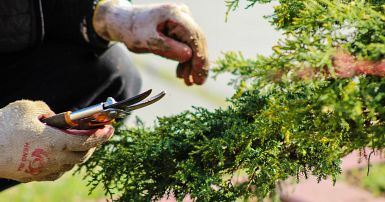 Découverte majeure : les plantes émettent des sons ! Mais ils sont