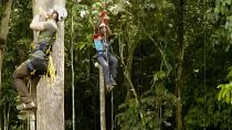 Researchers climb the trees to collect data in the Congo rainforest