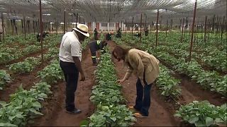 Zambie : la vice-présidente Kamala Harris visite une ferme