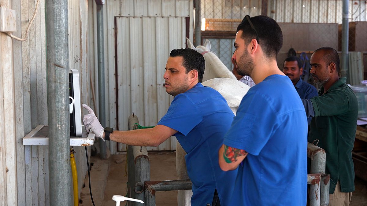 Meet the veterinary interns treating sick and injured horses in Qatar