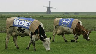 عکس قدیمی از ابتکار کشاورزان هلندی در نشان دادن مخالفت خود با پذیرش قانون اساسی اتحادیه اروپا در سال ۲۰۰۵.