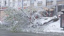 Neve provoca queda de árvores em Belgrado