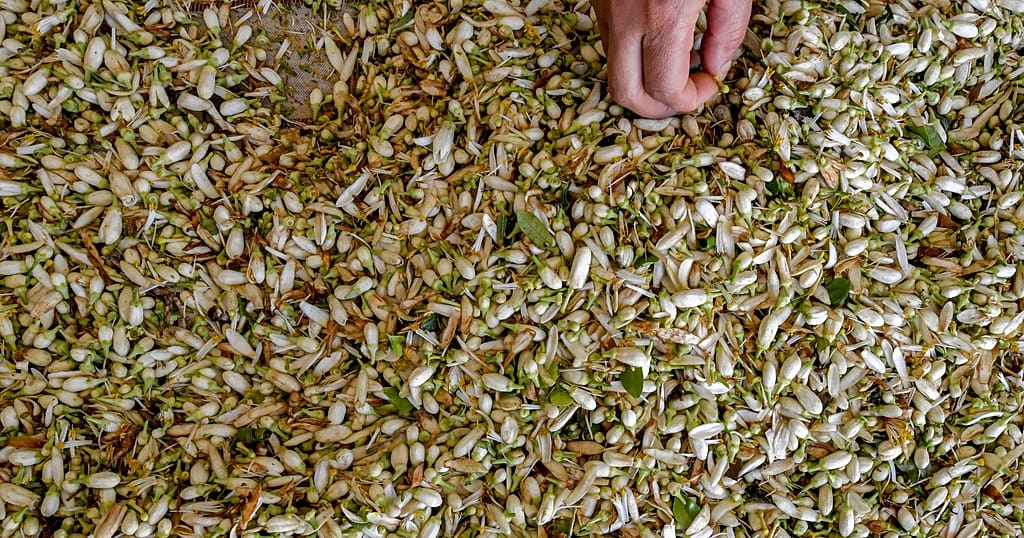 Orange blossom water brings pride, flavour to Tunisia - Vimarsana News