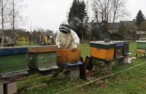 Beekeeper Anne Van Eeckhout opens one of her beehives Wezembeek-Oppem near Brussels, April 15, 2013.