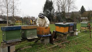 Un apicultor trabaja con varias colmenas de abejas