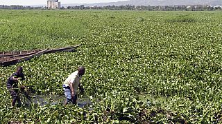 Au Soudan du Sud, les hyacinthes d’eau transformées en combustibles