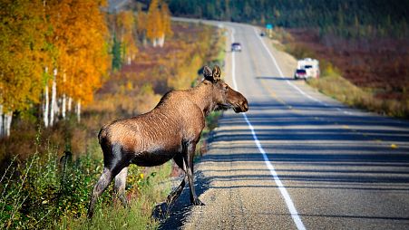Around 350 million animals are killed by traffic in the US each year.