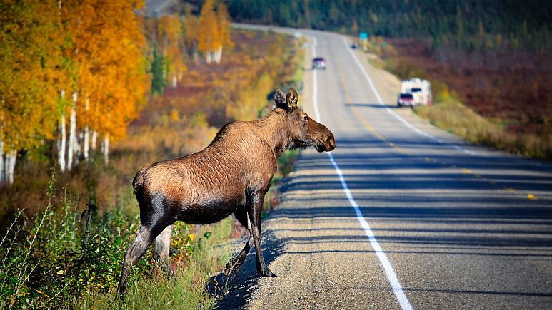 350$ mln for wildlife crossings along busy roads