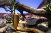 Sarı kobra yılanı