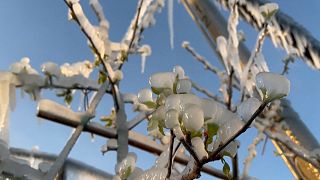 Mit Flammen und Eis: Der Kampf eines slowakischen Obstgartens gegen den Frost