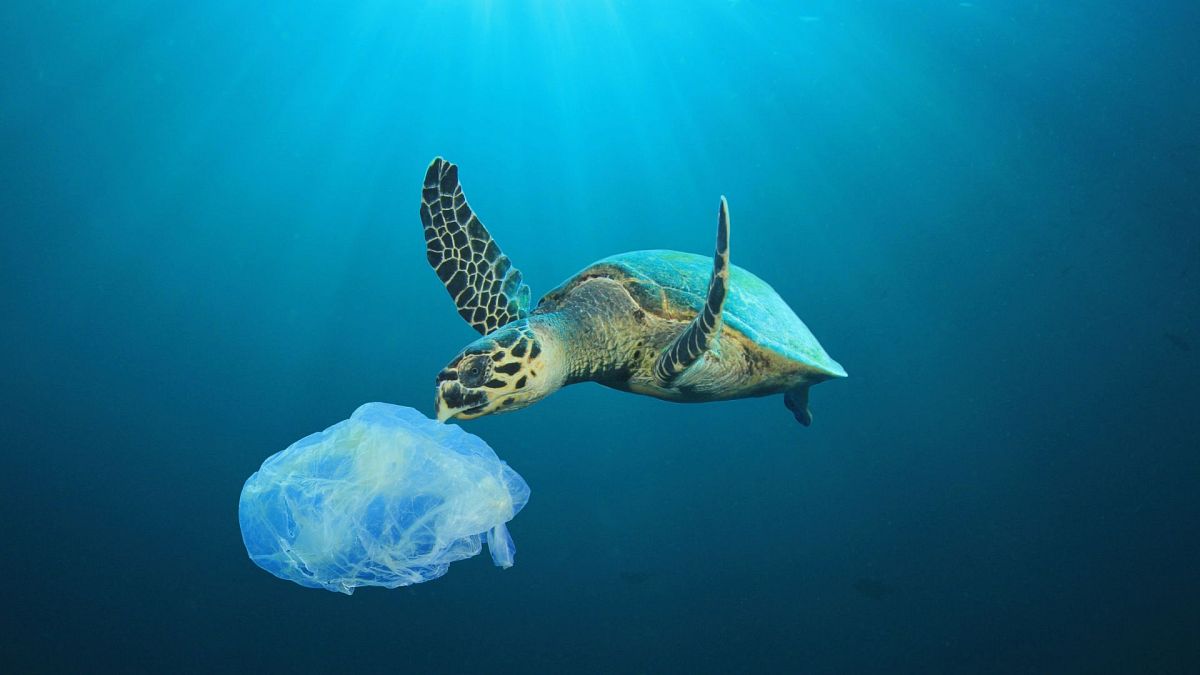 Une tortue croise la route d'un sac en plastique.