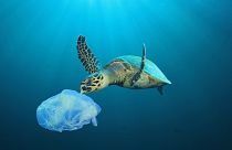Une tortue croise la route d'un sac en plastique.