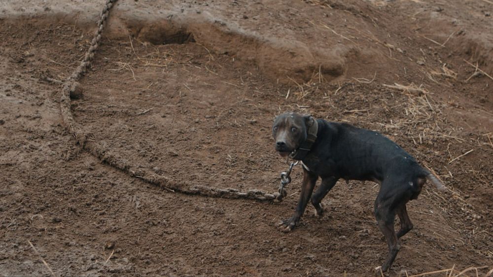 „Looking for Nika”: Dlaczego ukraiński filmowiec Stanislav Kapralov ryzykował życiem, by uratować swojego psa