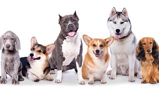 سگ‌ها در نژادهای مختلف