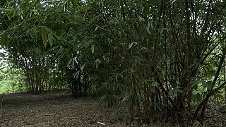Uganda turns to bamboo farming to combat deforestation