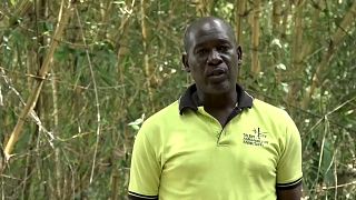Ouganda : la culture du bambou pour lutter contre la déforestation