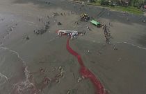 یک نهنگ اسپرم ۱۷ متری در سواحل بالی تلف شد