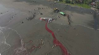 یک نهنگ اسپرم ۱۷ متری در سواحل بالی تلف شد