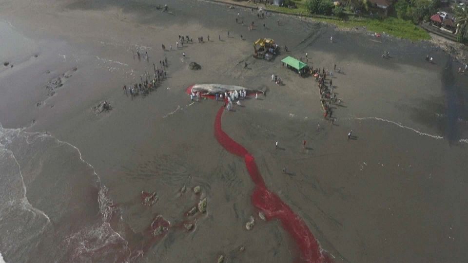 10 whales dead, dozens stranded on Indonesia's Java island - National