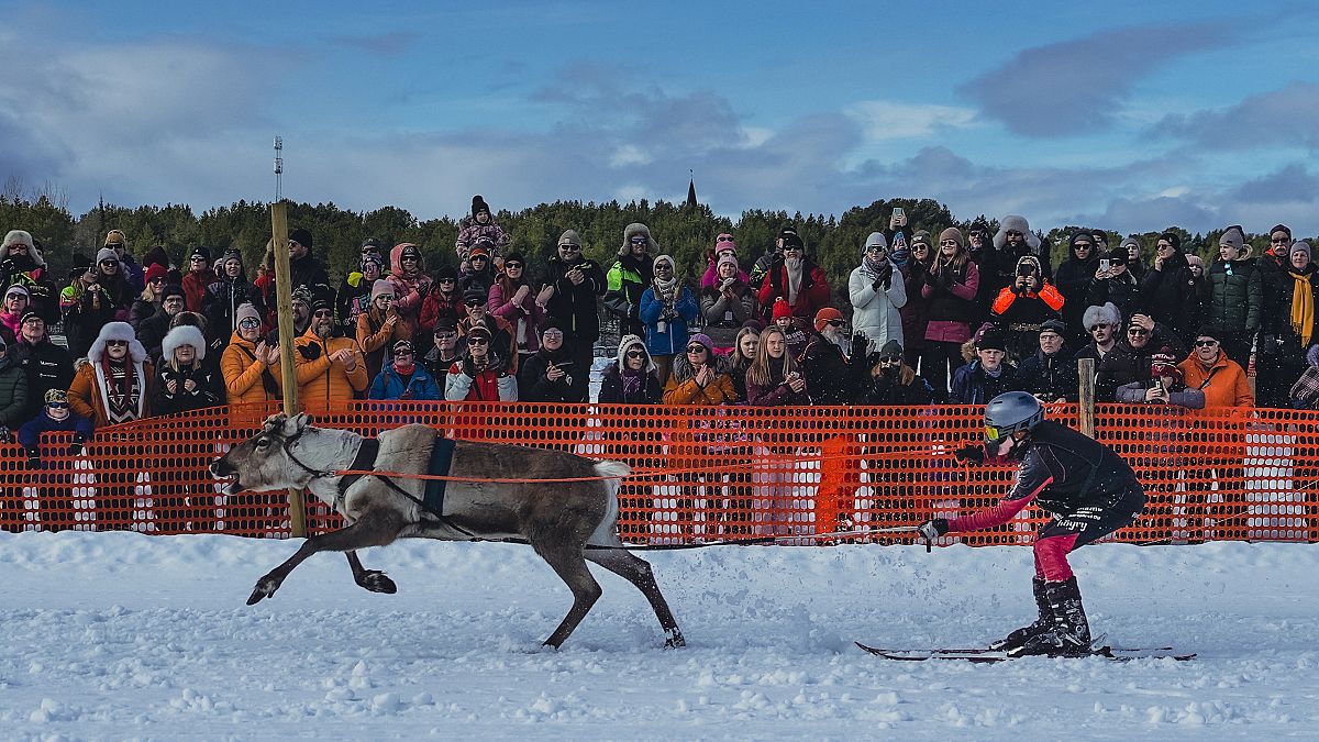 Corrida de renas na Finlândia