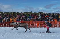 La gara delle renne in Finlandia