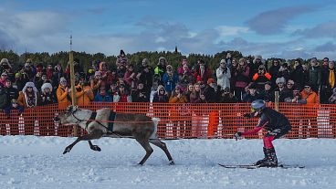 Популярность гонок на оленьих упряжках набирается обороты, туристы специально съезжаются в Лапландию посмотреть на соревнования.