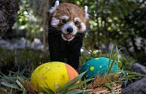 Recherche des œufs de Pâques dans un zoo au Chile