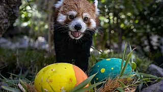 Recherche des œufs de Pâques dans un zoo au Chile 